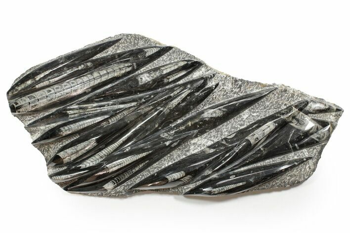 Polished Fossil Orthoceras (Cephalopod) Plate - Morocco #352300